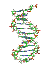 human dna