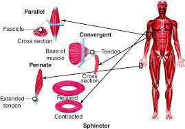 large muscle structure