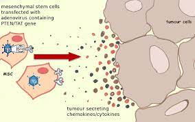 Mesenchymal Stem Cells