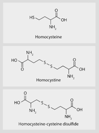 Homocysteine 1