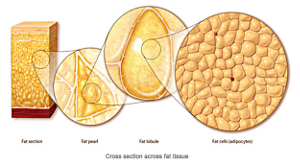cross section fat tissue