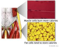 fat cells store energy