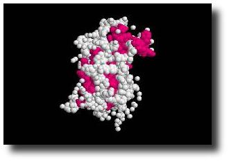 hgh molecule