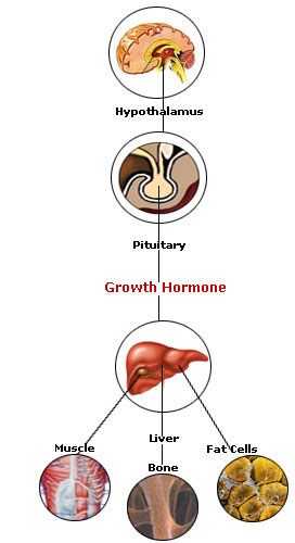 hgh process