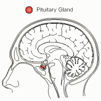 the pituitary gland