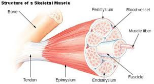 skeletal muscle